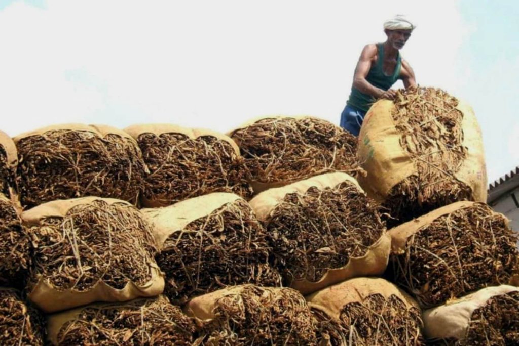Крупный план высушенных листьев табака, готовых к экспорту