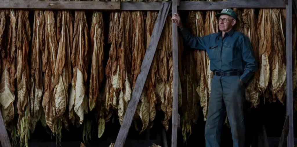 Снимок крупным планом высушенных листьев табака Браун Кентукки.
